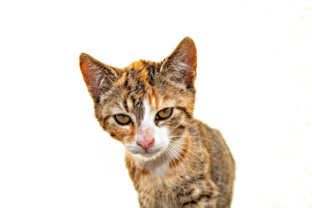 portrait of a colourful cat child in front bright  backgroundの写真素材