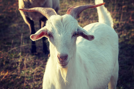 portrait of  goat on meadow in backlightの写真素材