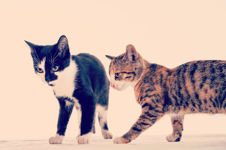 portrait of two cat children in front white  backgroundの写真素材