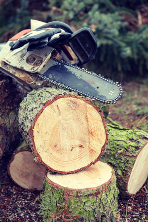 worn chainsaw on fresh felled treeの写真素材