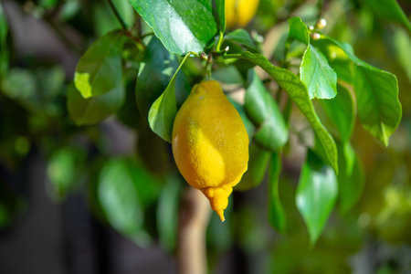 yellow lemon on tree with green leavesの写真素材