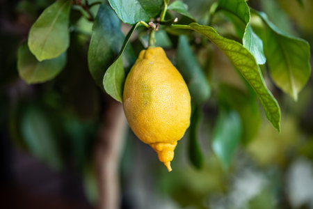 yellow lemon on tree with green leavesの写真素材