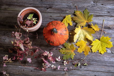 fall-still life with pumpkin, ivy and yellow maple leaves on wooden ground from aboveの写真素材
