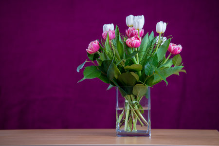 bouquet of white and pink tulips  in front of wine-red  backgroundの写真素材