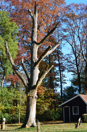 autumnのeditorial素材