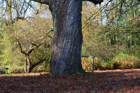 autumnの写真素材