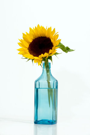 Gorgeous sunflower. Isolated over white backgroundの写真素材