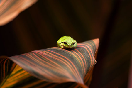Green frog on a multi-colored leafの写真素材