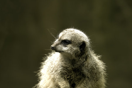 A meerkat looking around 