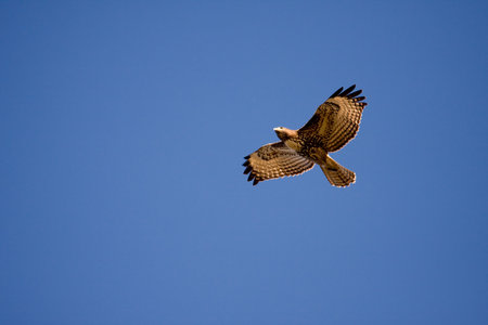 Red-tailed Hawk flying aboveの写真素材