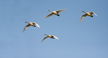 Four Canadian geese heading southの写真素材