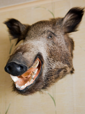 The head of a wild boar, stuffed.の写真素材