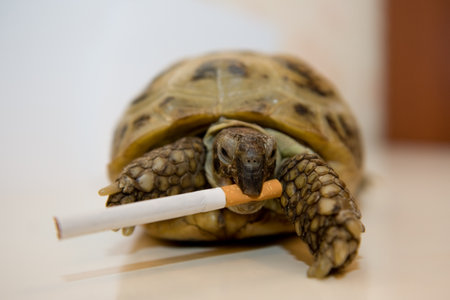 Home turtle.の写真素材