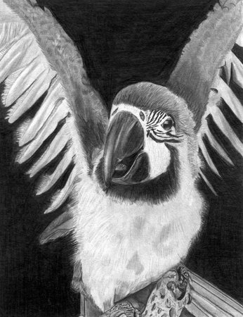 Parrot / Macaw / Original Graphite Illustrationの写真素材