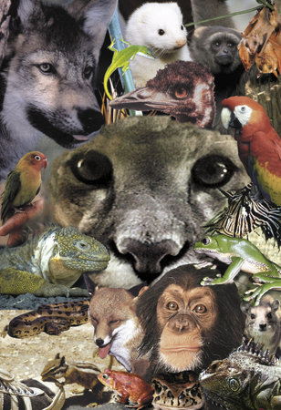 Animal Montageの写真素材