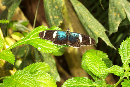 Butterfly - Blue, Black & Whiteの写真素材