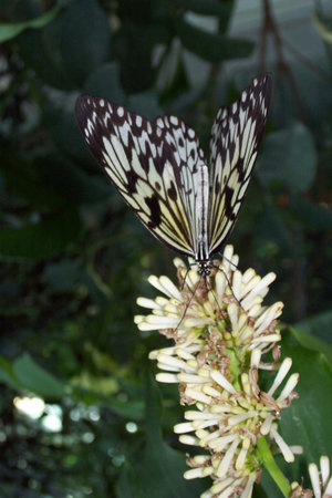 Butterfly Sucking Nectar - Top Viewの写真素材