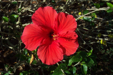 Red Hibiscus Flowerの写真素材