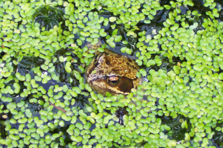 Bull Frog in Pondの写真素材