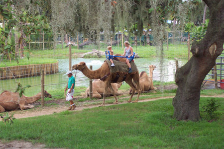 Camel Ridingの写真素材