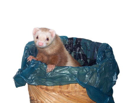 Disposable Ferretの写真素材