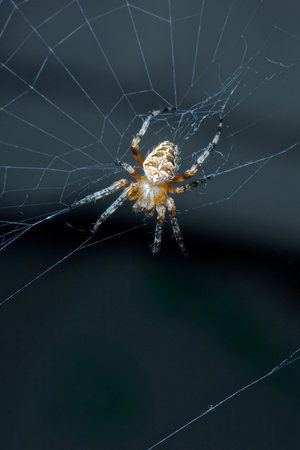 Garden spider in web on dark backgroundの写真素材