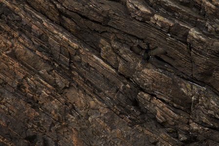 Great Cormorant camouflage