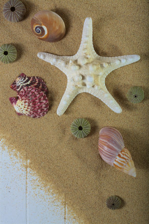 Seastar and shells on beach sand and woodの写真素材