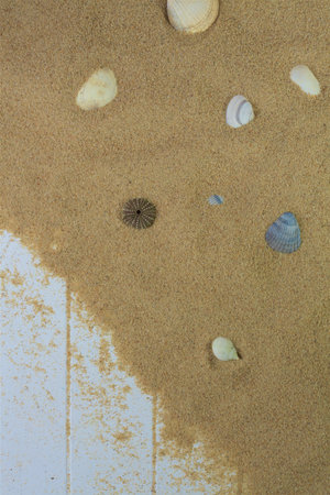 Seashells on beach sand and woodの写真素材