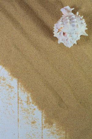 Seashell on beach sand and woodの写真素材