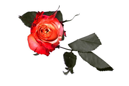 Red rose flower on white backgroundの写真素材