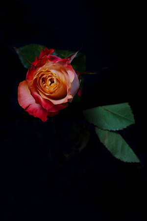 Red rose flower on black backgroundの写真素材