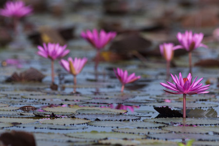 The blooming pink lotus in the natural pond の写真素材