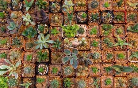 Small plant of cactus in the potの写真素材