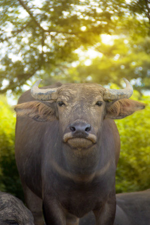 Dirty Mud Buffalo Thailandの写真素材