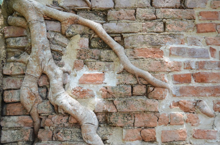 Detail of old brick wall and tree roots wrapped の写真素材