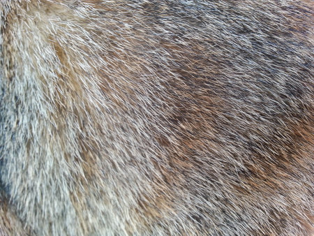 Close up picture on the animal furの写真素材
