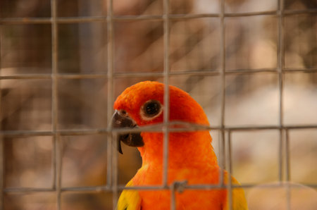 Close up parrotの写真素材