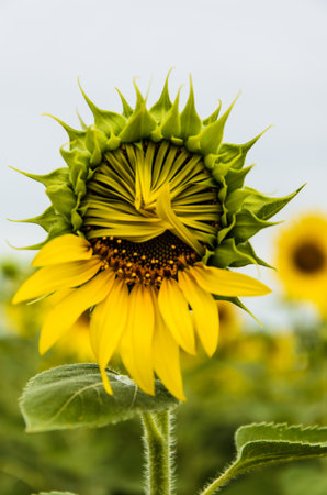 Sunflowers with sky white - a stock photo.の写真素材