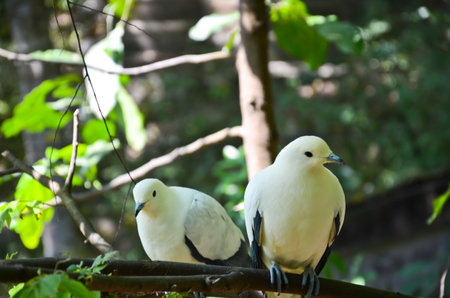 Pied Imperial Pigeon spouses beautiful white feathers.