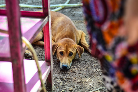 Dog lying on front, looking into the camera.の写真素材