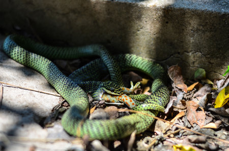 The venom green snake is eating geckoの写真素材