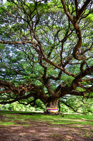 Giant tree Kanchanaburi, Thailand