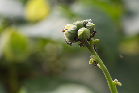 Pumpkin flowersの写真素材