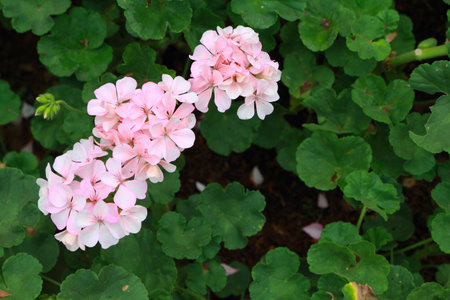 Pink geraniumの写真素材