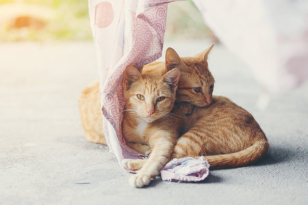 Two orange cats sleeping together on pink cloth for more warm in daytime.の写真素材