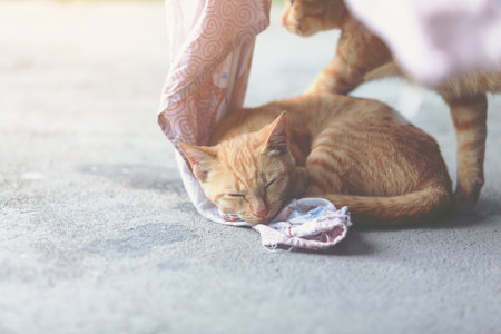 Orange cat sleeping on pink cloth for more warm in daytime.の写真素材