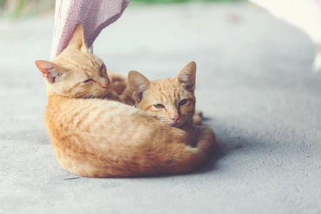 Two orange cats sleeping together on pink cloth for more warm in daytime.の写真素材