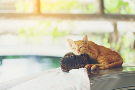 Orange cat sleeping on car roof in daytime.の写真素材