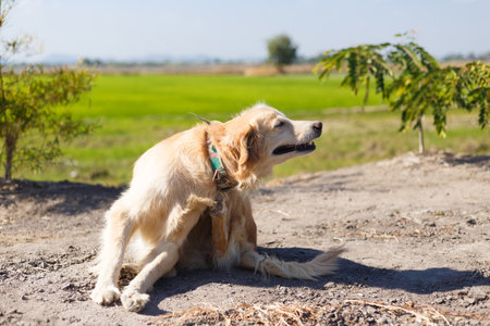 Female Golden retriever dog are sitting on ground floor and scratching its body for tick out.の写真素材